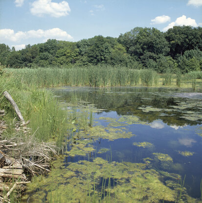 Lehmlache Lauer (Foto: W. Fiedler, Archiv Naturschutz LfULG)