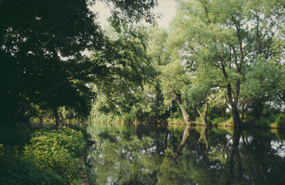 Pfarrholz Groitzsch (Foto: J. Hennersdorf, Archiv Naturschutz LfULG)