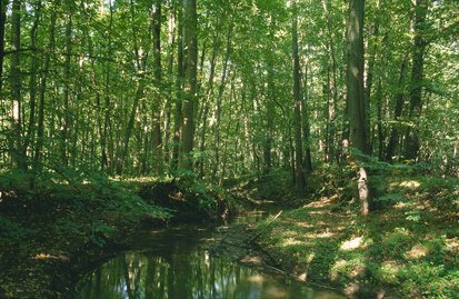 Streitwald (Foto: K.-H. Trippmacher, Archiv Naturschutz LfULG)