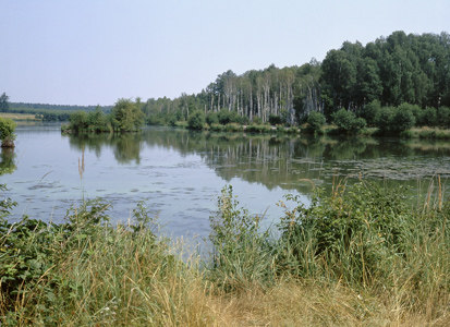 Teich östlich Sachsendorf (Foto: J. Hennersdorf, Archiv Naturschutz LfULG)