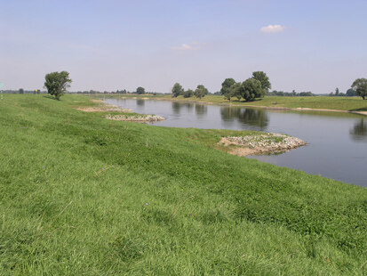 Elbufer östlich Loßwig (Foto: H. Blischke, Archiv Naturschutz LfULG)