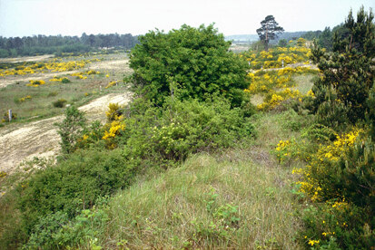 Gohrischheide bei Zeithain (Foto: P. Kneis, Archiv Naturschutz LfULG)