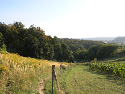 Seußlitzer Elbhügelland an der Goldkuppe (Foto: H. Blischke, Archiv Naturschutz LfULG)