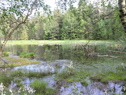Waldweiher in der Laußnitzer Heide bei Boden (Foto: H. Blischke, Archiv Naturschutz LfULG)
