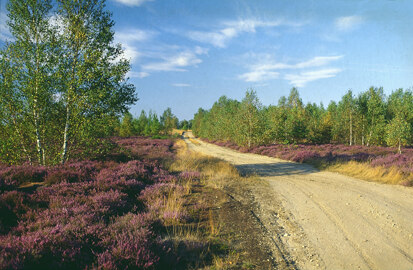 Naturschutzgebiet Königsbrücker Heide (Foto: D. Synatzschke, Archiv Naturschutz LfULG)