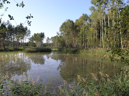 Großer Heickteich (Foto: H. Blischke, Archiv Naturschutz LfULG)