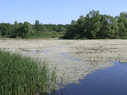 Casslauer Wiesenteiche (Foto: H. Blischke, Archiv Naturschutz LfULG)