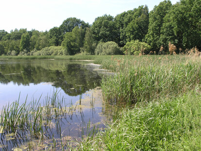 Teich westlich Lomske (Foto: H. Blischke, Archiv Naturschutz LfULG)
