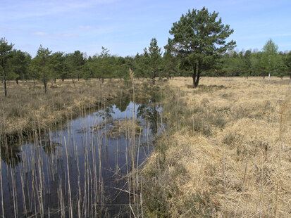 Moor am St. Mariensterner Klosterforst (Foto: H. Blischke, Archiv Naturschutz LfULG)