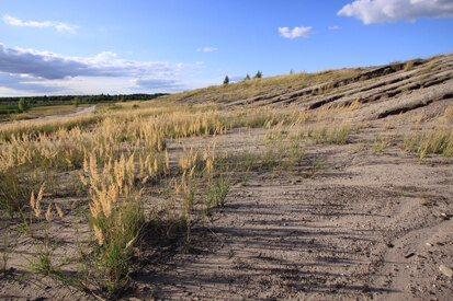 Halde am Neuwieser See (Foto: H. Blischke, Archiv Naturschutz LfULG)