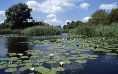 Teichlandschaft Lippitsch (Foto: Archiv Naturschutz LfULG; G. Fünfstück)
