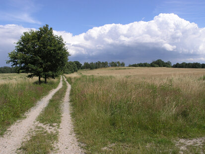 Nordrand des Weinbergs (Foto: H. Blischke, Archiv Naturschutz LfULG)