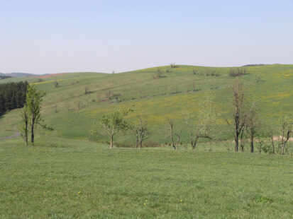 Wiesenlandschaft zwischen Geising und Fürstenau (Foto: H. Blischke)