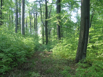 Buchenbestand im Weicholdswald (Foto: H. Blischke, Archiv Naturschutz LfULG)