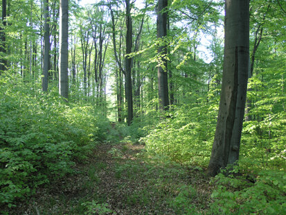 Buchenbestand im Weicholdswald (Foto: H. Blischke, Archiv Naturschutz LfULG)
