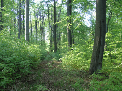Buchenbestand im Weicholdswald (Foto: H. Blischke, Archiv Naturschutz LfULG)