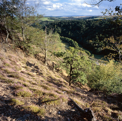 Hänge an der Wilden Weißeritz bei Tharandt (Foto: W. Böhnert, Archiv Naturschutz LfULG)