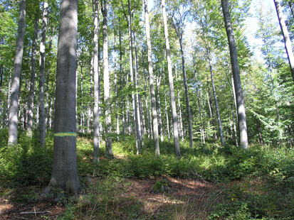 Buchenbestand bei Olbernhau (Foto: H. Blischke, Archiv Naturschutz LfULG)