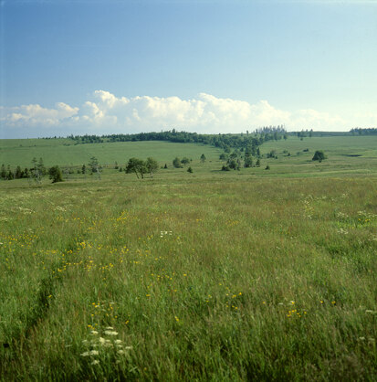 Naturschutzgebiet Schwarze Heide – Kriegswiese bei Satzung (Foto: W. Böhnert, Archiv Naturschutz LfULG)