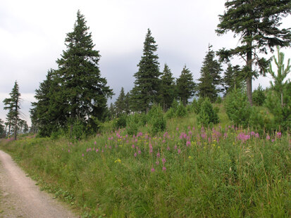 Nadelbaumaufwuchs am Fichtelberg (Foto: H. Blischke)