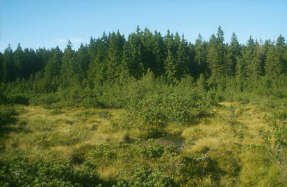 Kleiner Kranichsee - das besterhaltene Hochmoor im sächsischen Erzgebirge (Foto: M. Rentsch)