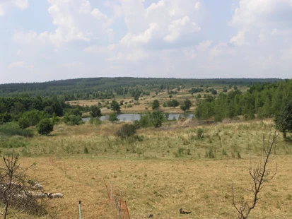Ehemaliger Truppenübungsplatz Syrau-Kauschwitzer Heide (Foto: H. Blischke, Archiv Naturschutz LfULG)